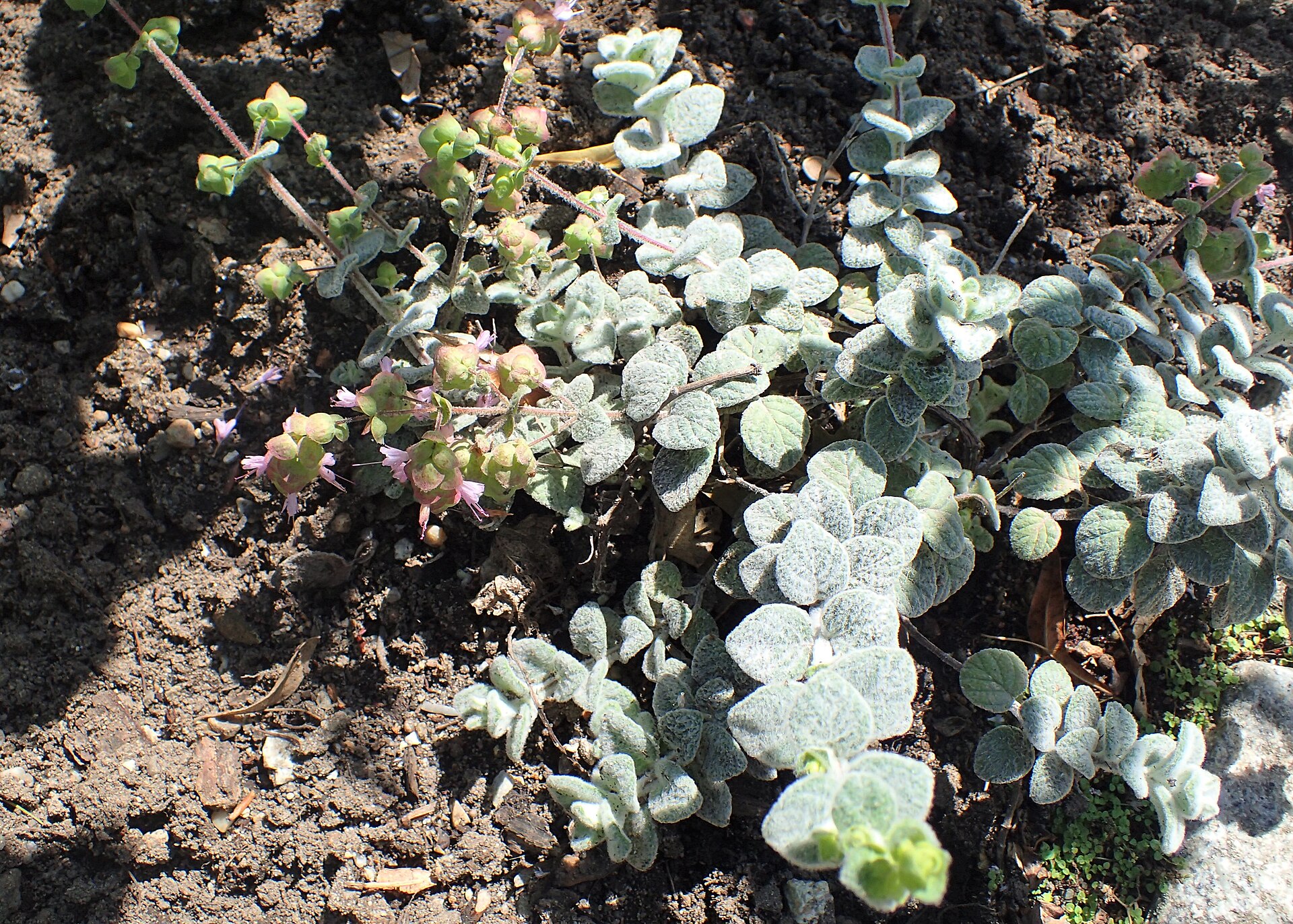 Close-up of flowering Cretan dittany (Origanum dictamnus), showing its rounded woolly grey-green leaves and pink bracts, the endemic herb of Crete.