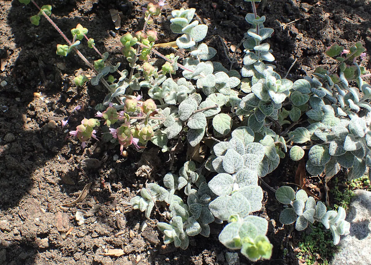 Close-up of flowering Cretan dittany (Origanum dictamnus), showing its rounded woolly gray-green leaves and pink bracts, the endemic herb of Crete.