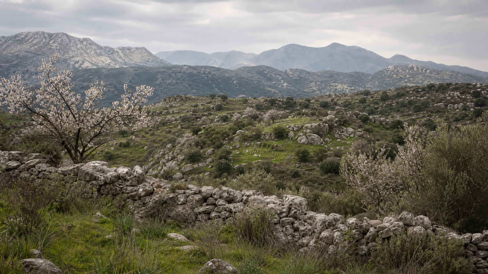 Green Cretan hillside with almond blossom during late winter