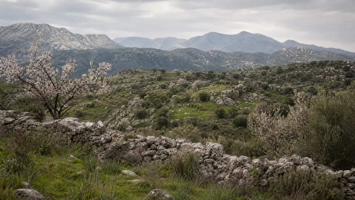 Green Cretan hillside with almond blossom during late winter