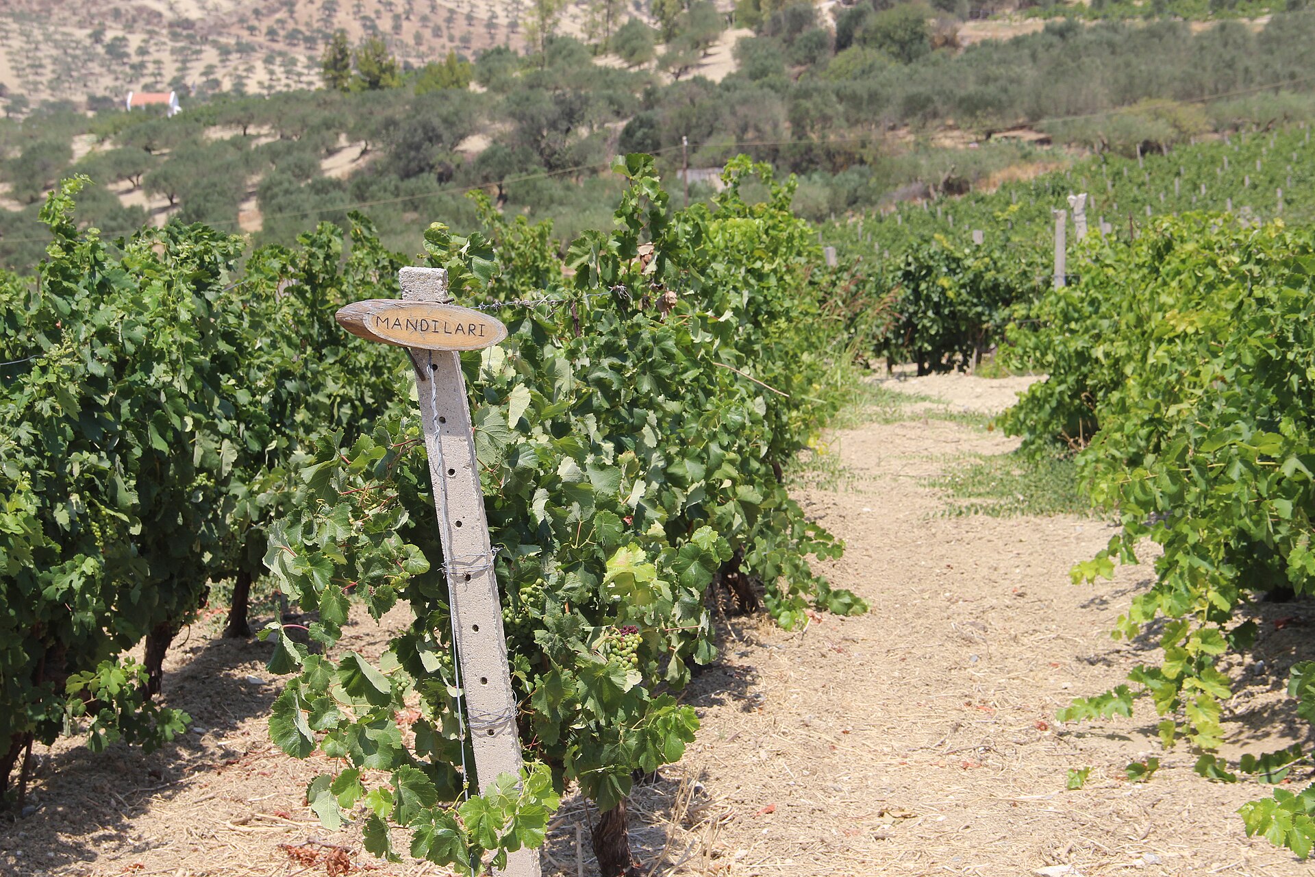 Rows of Mandilari vines, an indigenous Cretan red grape, marked by a wooden variety post in a hillside vineyard on the Boutari estate near Skalani, Heraklion, with olive trees behind.