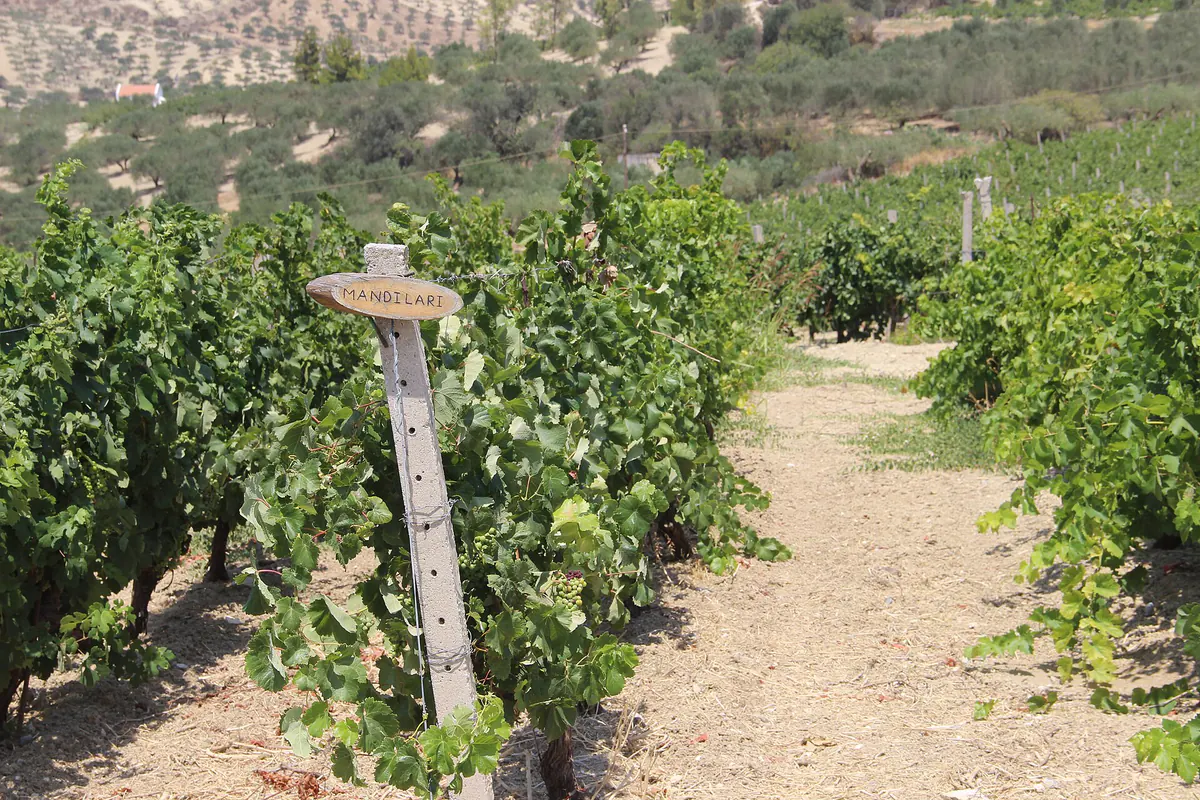 Rows of Mandilari vines, an indigenous Cretan red grape, marked by a wooden variety post in a hillside vineyard on the Boutari estate near Skalani, Heraklion, with olive trees behind.