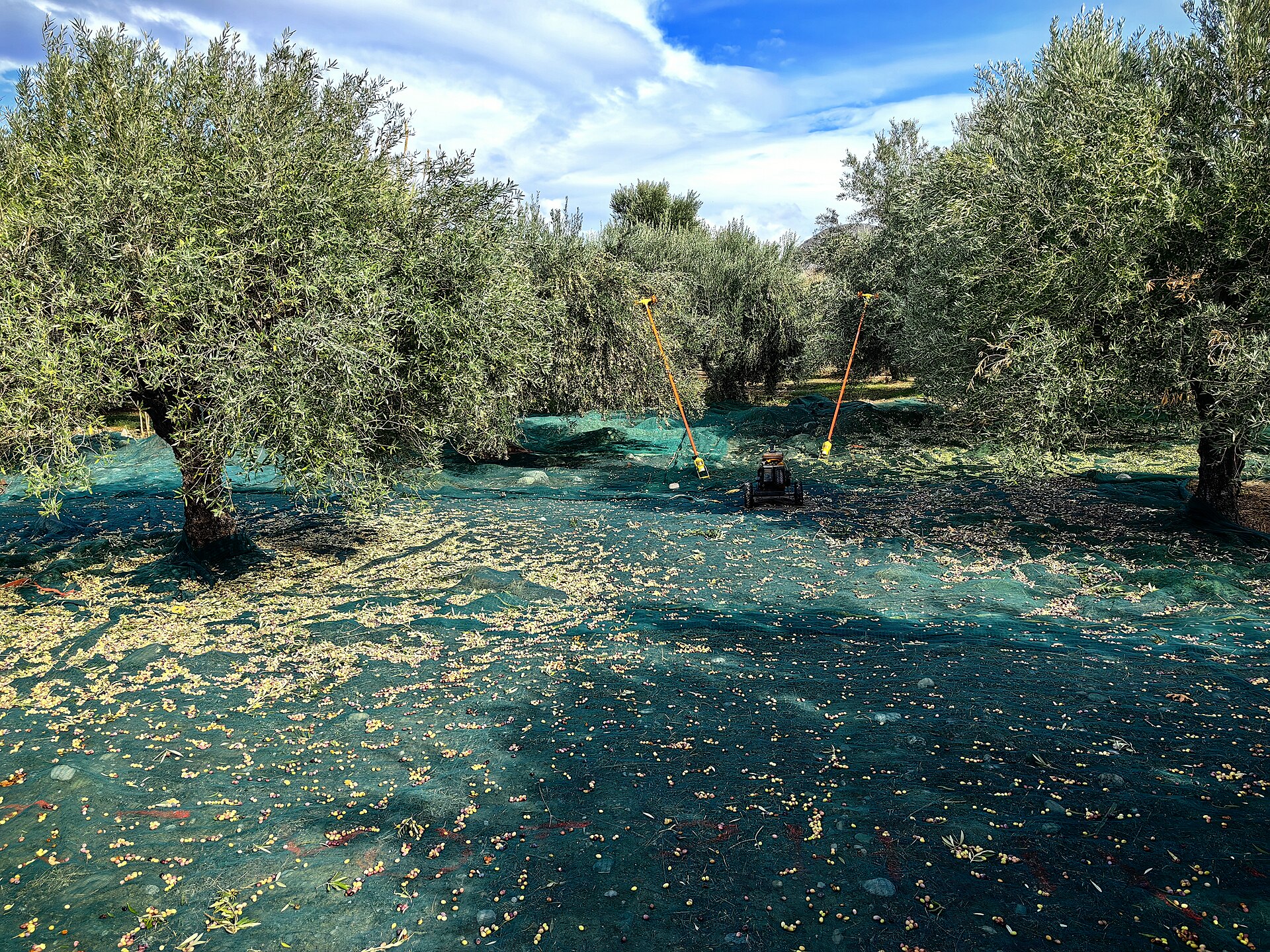 Olive harvest near Sitia in eastern Crete: harvest nets spread beneath olive trees on a hillside grove