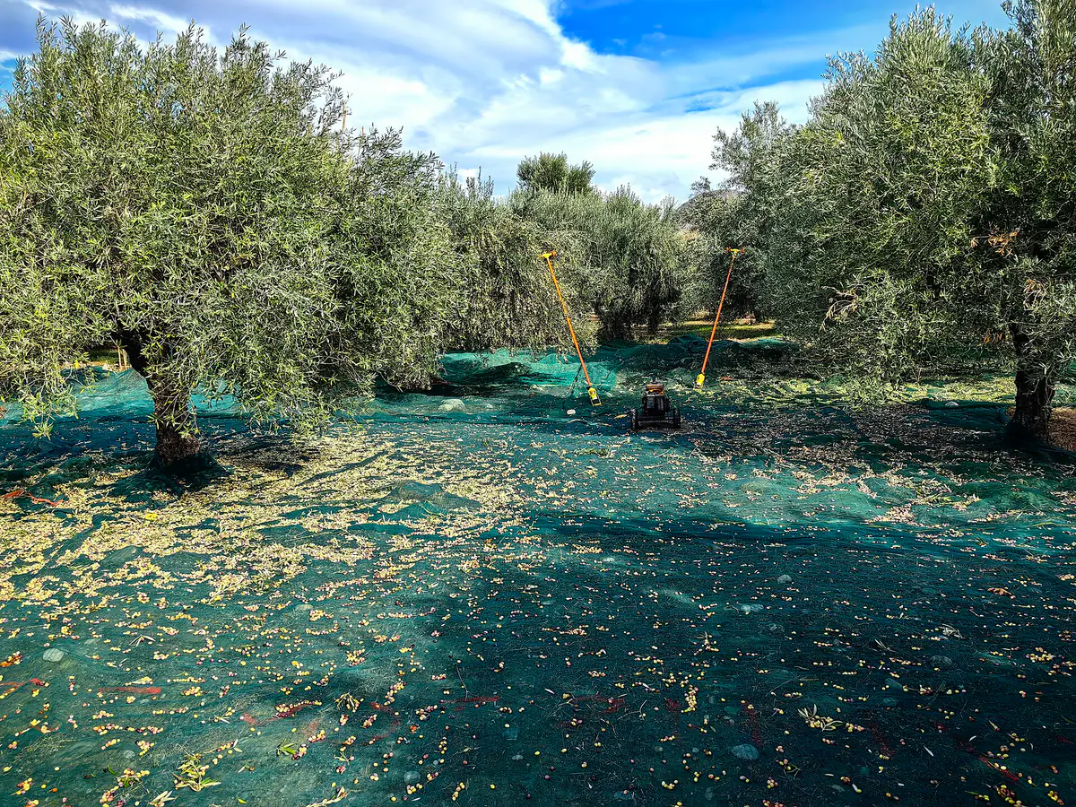 Olive harvest near Sitia in eastern Crete: harvest nets spread beneath olive trees on a hillside grove