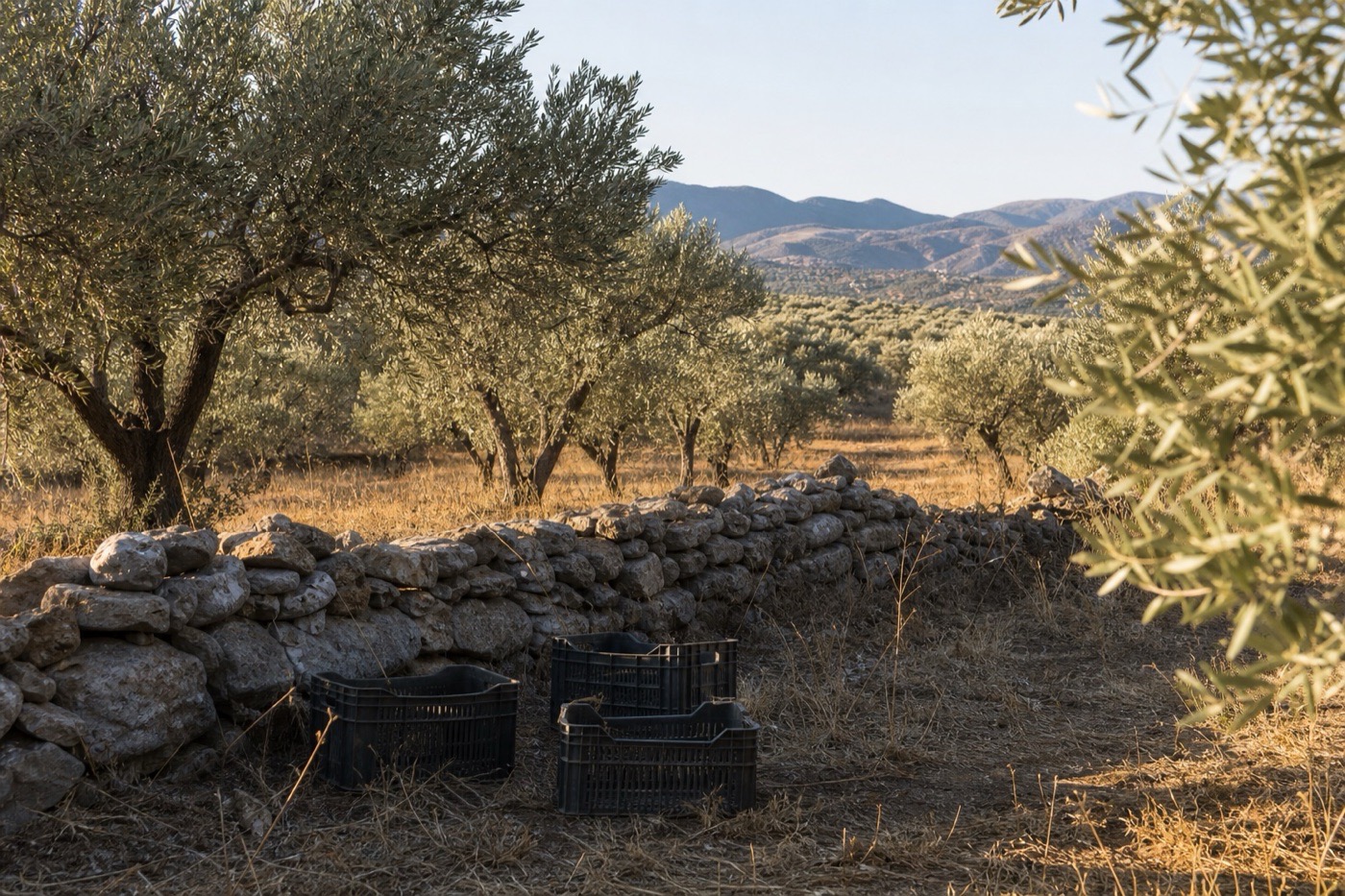 Autumn olive grove with harvest crates, a stone wall, silvery leaves, and Cretan hills beyond