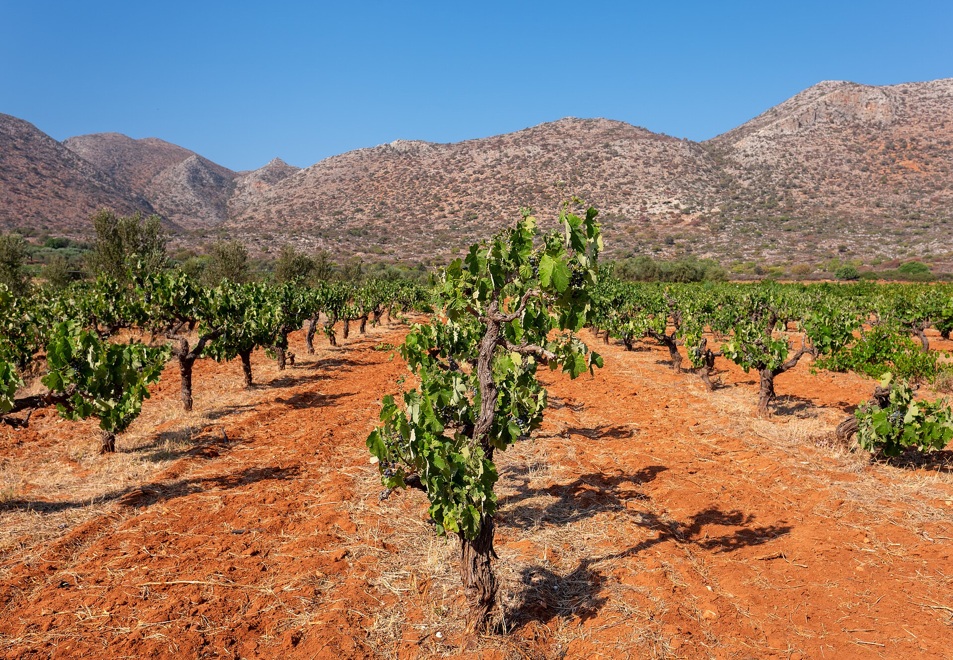 Old bush vines in red soil at a vineyard near Stavros, Akrotiri, Crete, with the island's dry mountains rising behind.