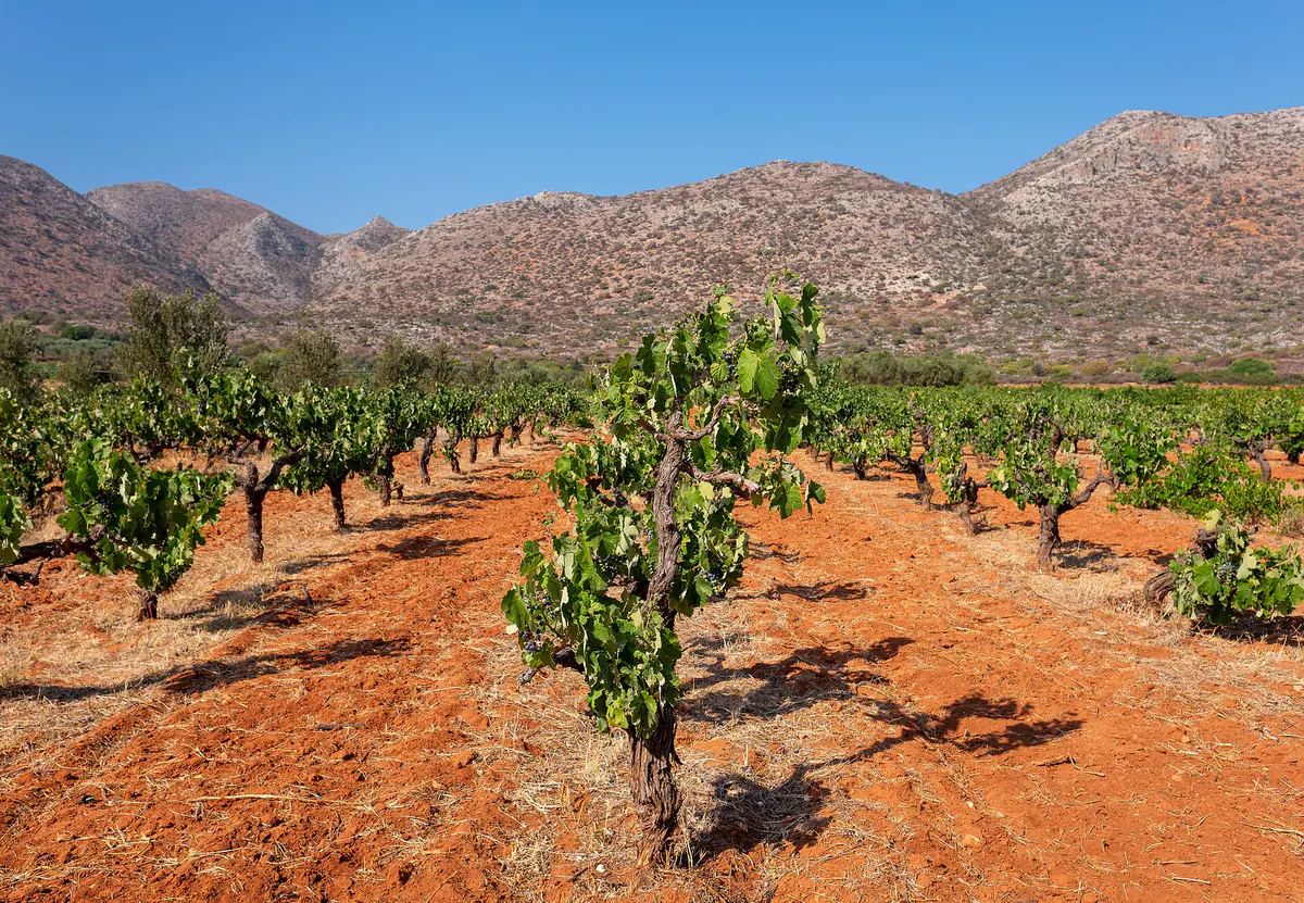 Old bush vines in red soil at a vineyard near Stavros, Akrotiri, Crete, with the island's dry mountains rising behind.