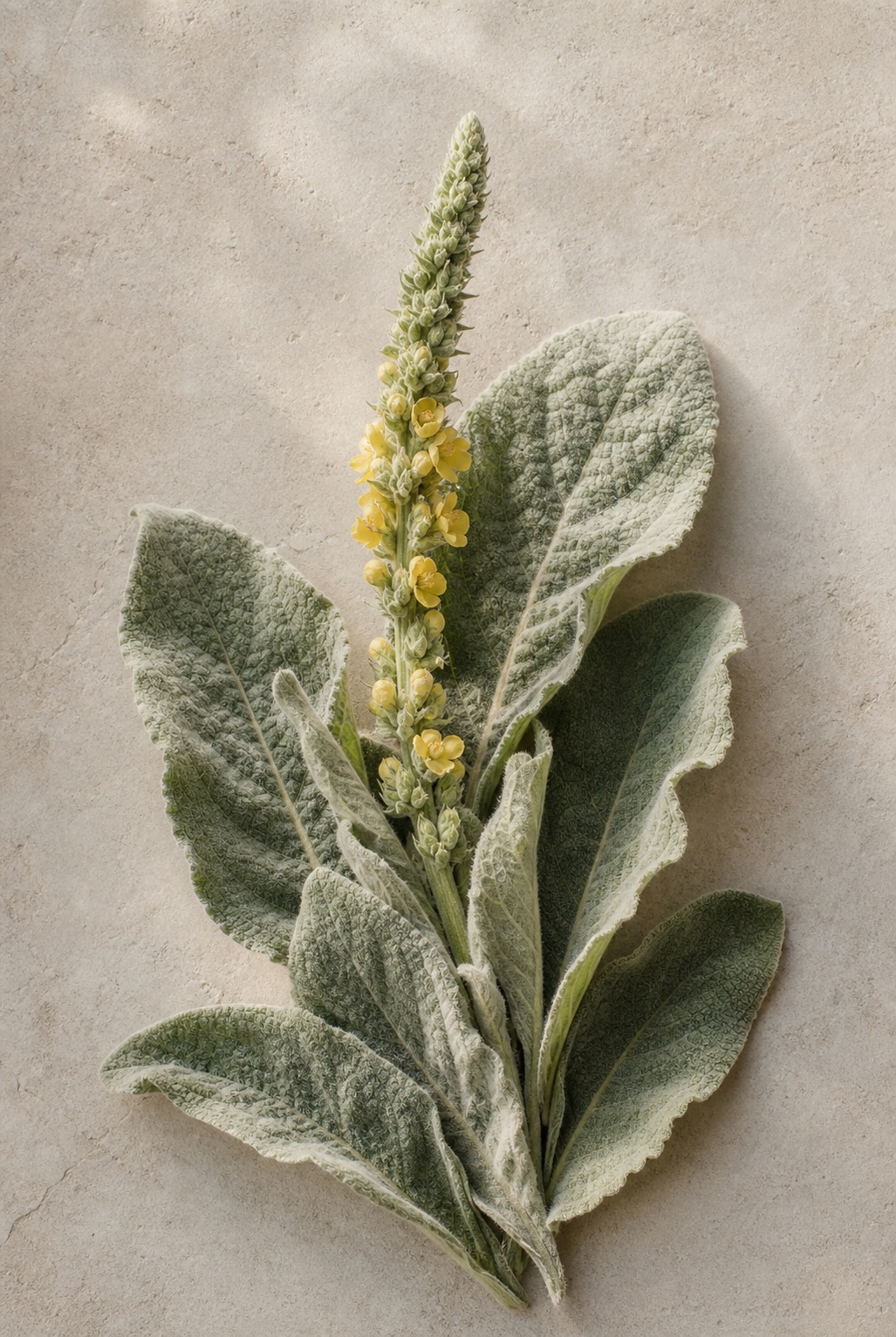 Mullein-like flowering stem arranged as a restrained editorial botanical image
