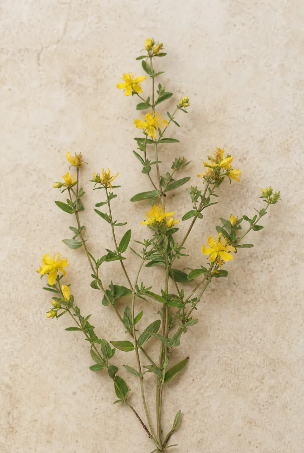 Yellow-flowering Hypericum-like stems arranged as an editorial botanical image
