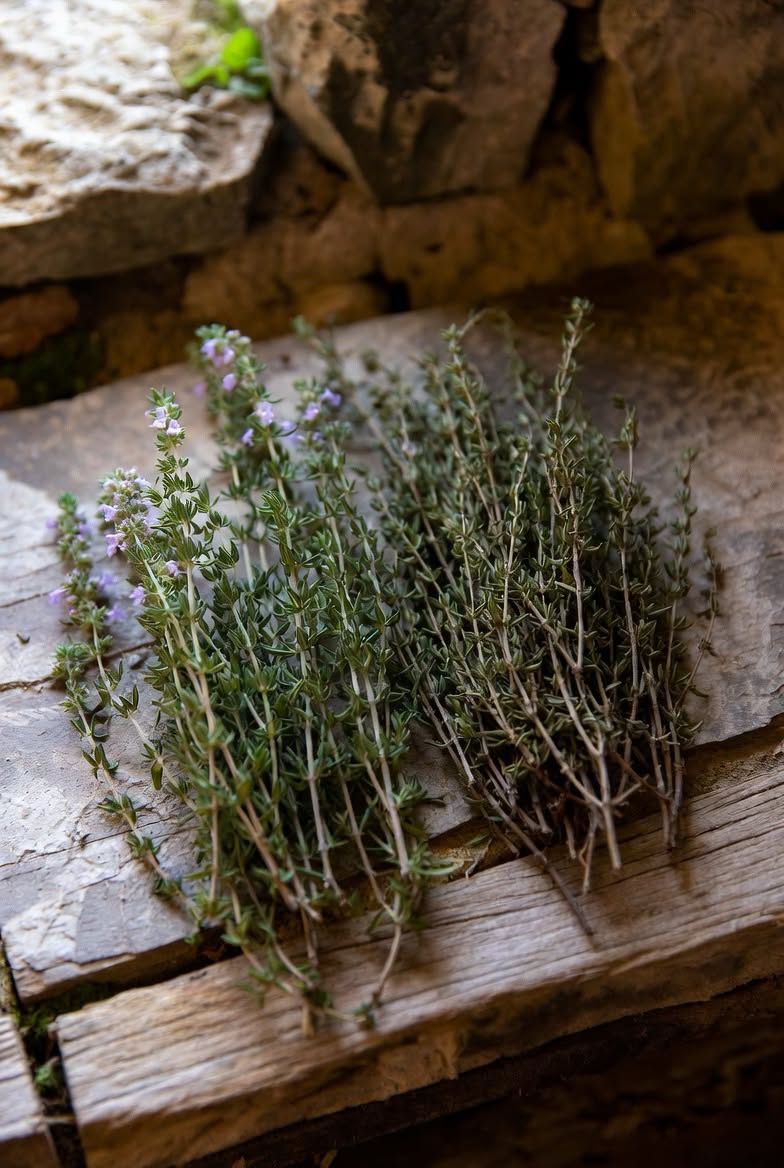 Wild thyme flowering on a Cretan hillside