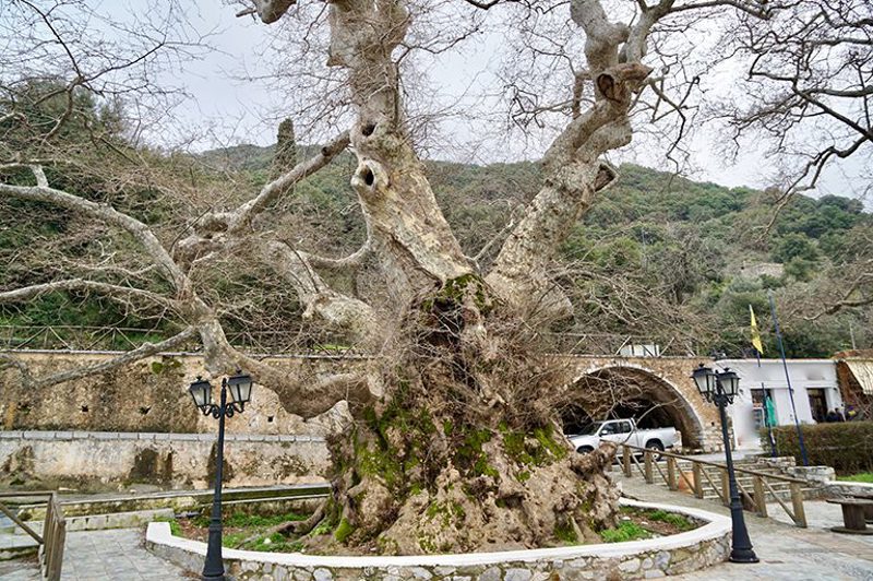 The ancient plane tree at Krasi, weathered and immense in the village square