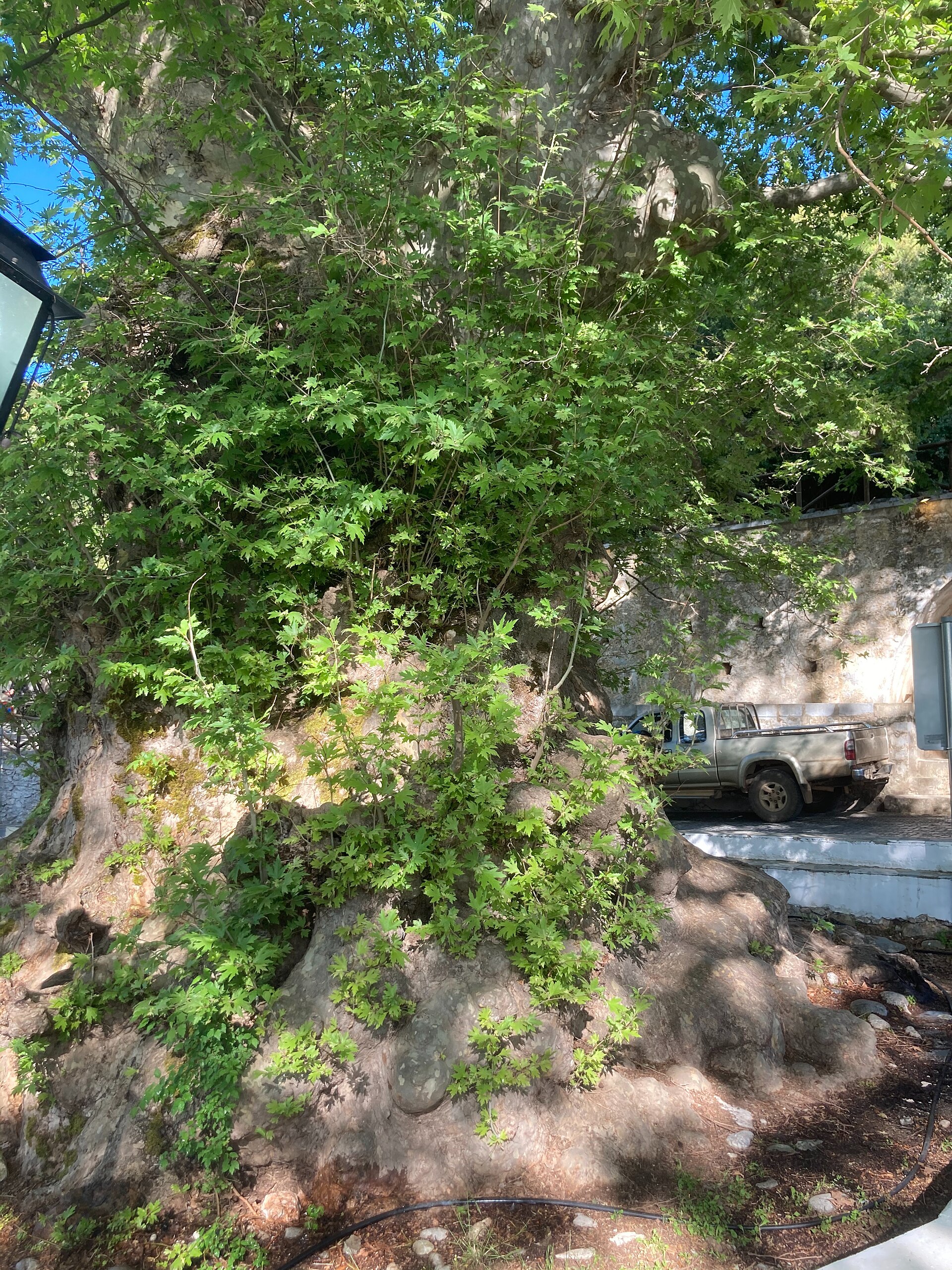 The giant ancient plane tree in the square at Krasi, its massive multi-armed trunk rising above the village
