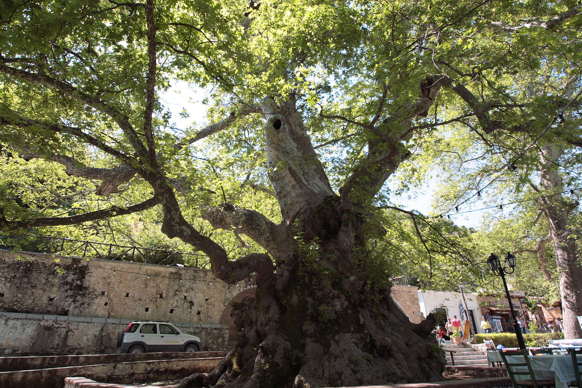 The giant Platanus orientalis (oriental plane tree) shading the village square at Krasi in the Lasithi region of Crete