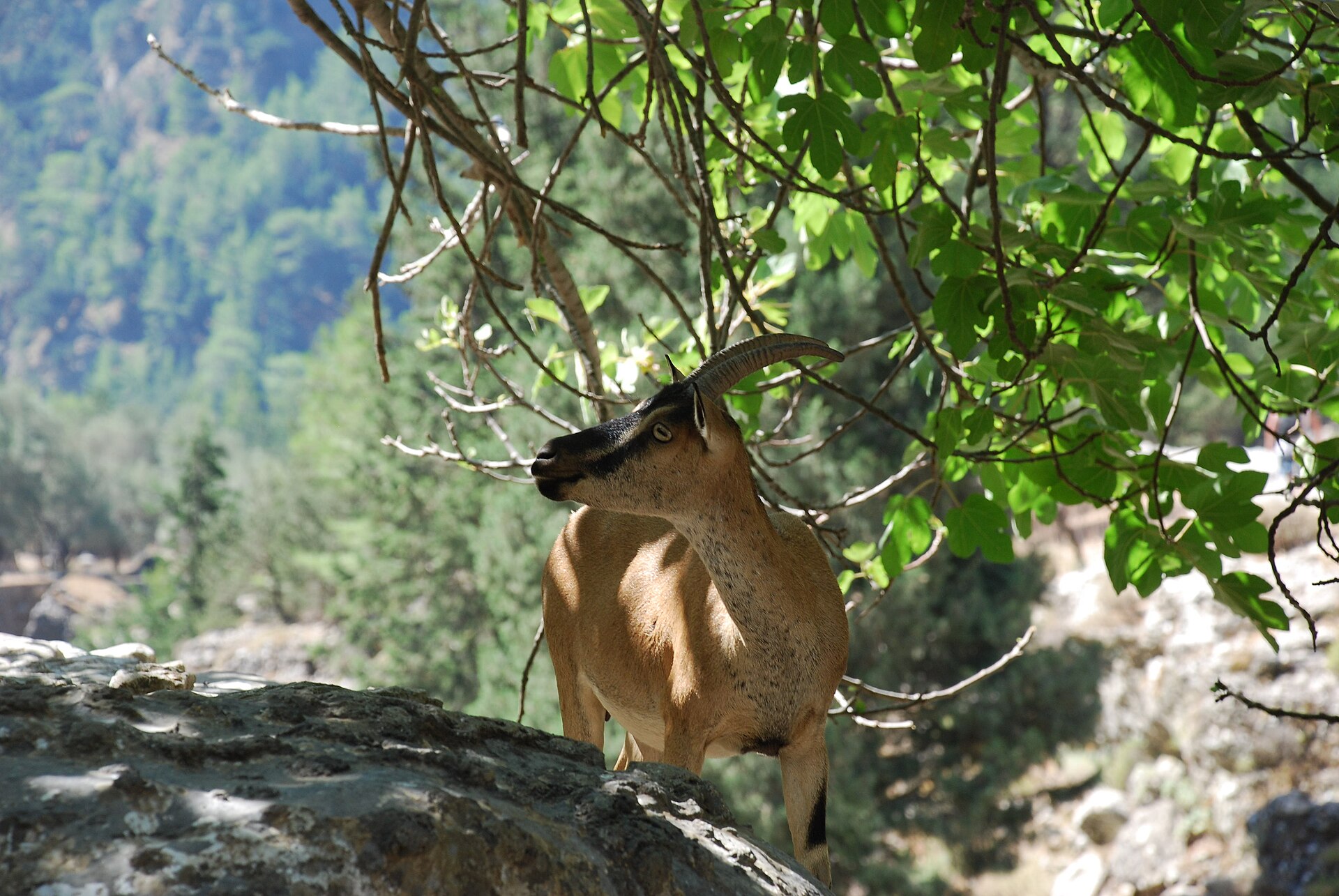 A female kri-kri, the Cretan wild goat, standing on rock in the Samaria Gorge in western Crete